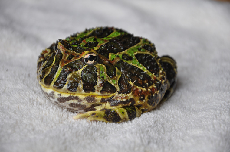 Pacman (Horned) Frog
