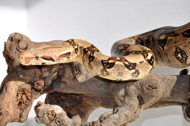 How long do red tail boas live as pets?