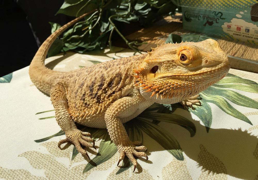 JD with his bearded dragon (via. JD's Instagram stories) : r