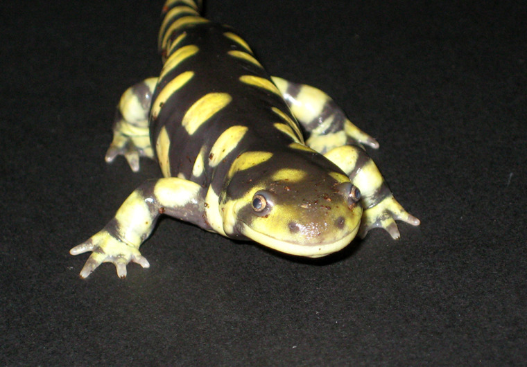 Eastern Tiger Salamanders