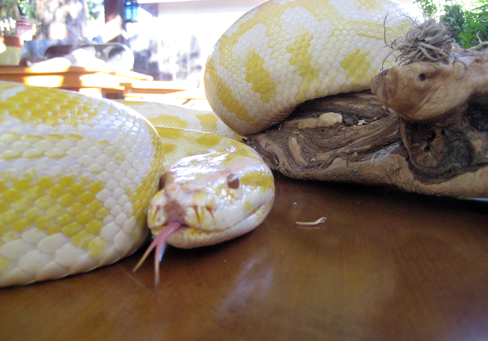 Albino Burmese Python – Jungle James Animal Adventures, LLC