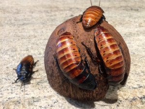 cockroaches hissing